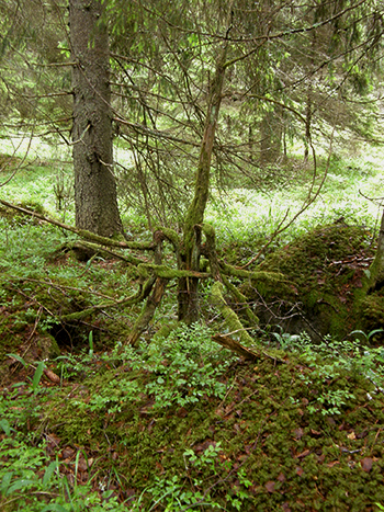 Gammal död enbuske i skog. Foto. 