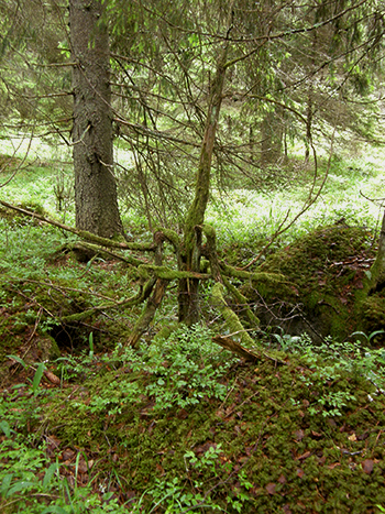 Gammal död enbuske i skog. Foto. 