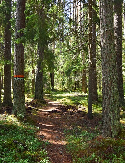 Stig som går genom en djup skog. Foto.