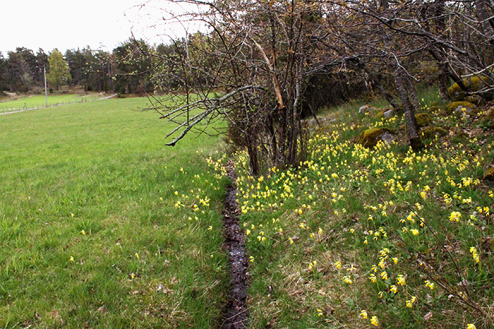 Fält med kort gräs till vänster, till höger en skogsbacke med många blommande gullvivor. Foto. 