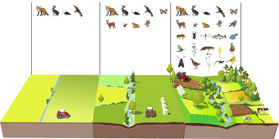 Schematisk bild som visar hur fler arter kan leva i ett omväxlande landskap. Illustration.