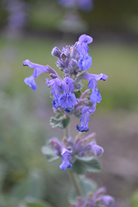 Närbild på blåviolett blomma. Foto.