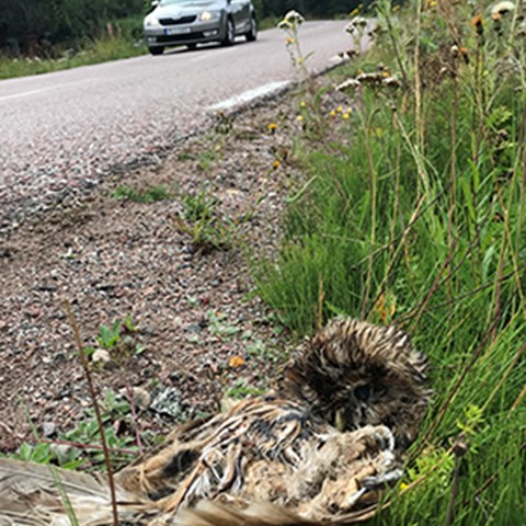 i förgrunden en död uggleunge vid en vägkant. Foto.