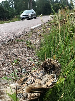 i förgrunden en död uggleunge vid en vägkant. Foto.
