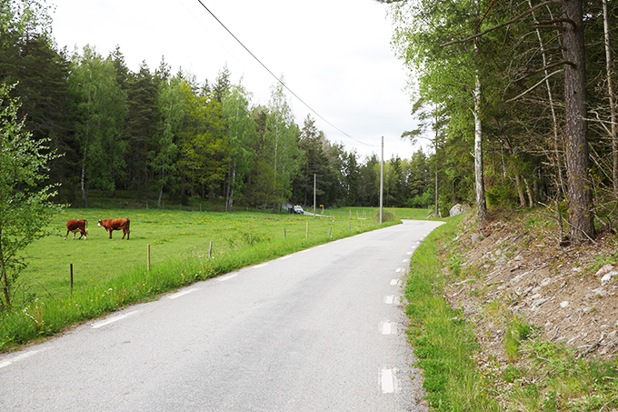 A tar road, with a forest on one side and a field on the other sida, where cows are grazing. 