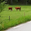 Detail of a road verge by a grazing field. Photo.