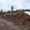 Grenar och toppar (grot) av träd ligger upplagt vid en skogsväg. Foto.
