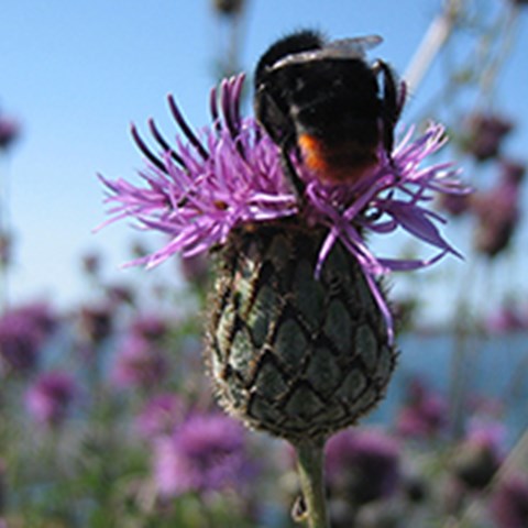 Närbild av en humla på en tistelblomma. Foto.