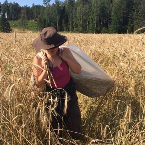 En person bär en sstor säck med spannmål, i ett fält med hög säd. Foto.