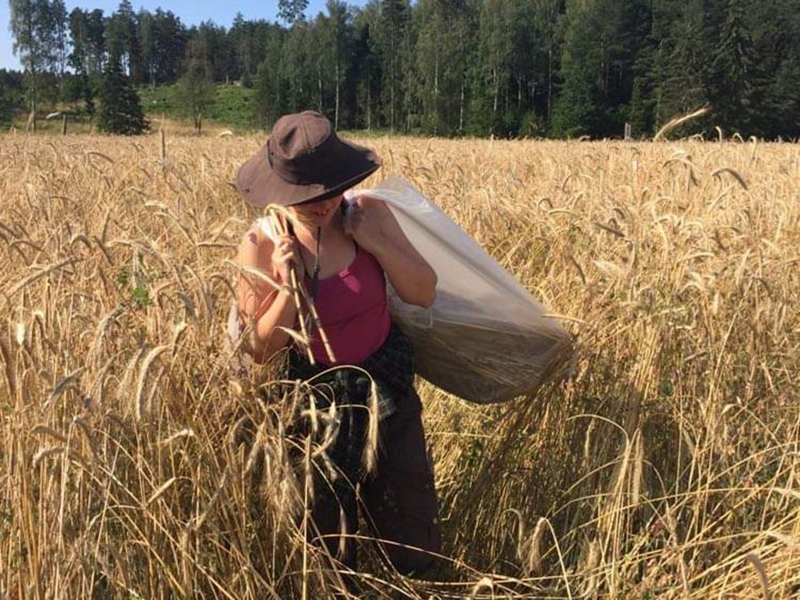 En person bär en sstor säck med spannmål, i ett fält med hög säd. Foto.
