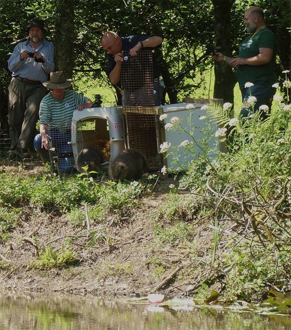 A group of people on a shore. A couple f them are holding doors to cages, and two beavers are going out. Photo.