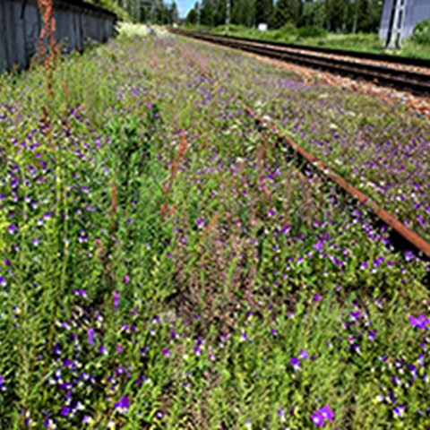 En järnväg med blommande sidoområde. Foto.