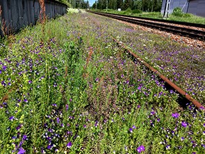 En järnväg med blommande sidoområde. Foto.