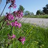Tjärblomster vid en vägkant