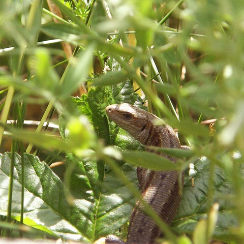 Close up on a forest lizard, with grass in the foreground. Photo.