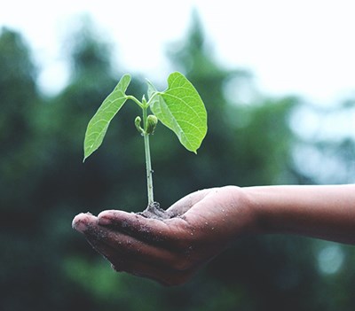 Hand håller en bönplanta. Foto.