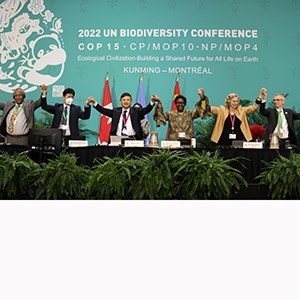 En rad människor står på ett podium, håller varandra i händern a ich sträcker dem uppåt. EN turkos bakgrund där det står 2022 UN Biodiversity Cinference. Foto.