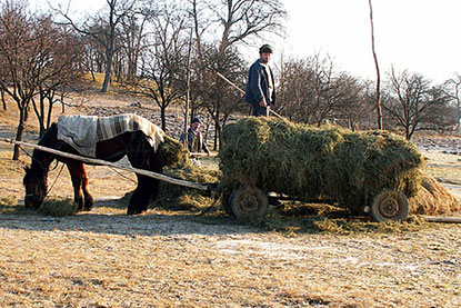 Winter hay. Photo: Anamaria Iuga