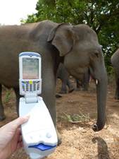 Hälsokontroll av elefanter med blodanalyser i fält på Sri Lanka. Foto: Åsa Fahlman