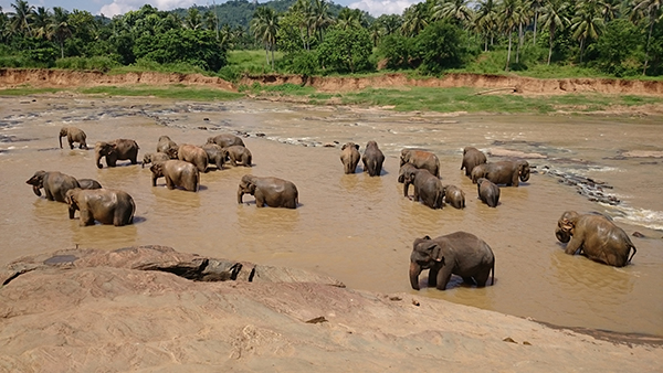 Vilda asiatiska elefanter hotas av tjuvjakt, minskade levnadsområden och konflikter med människor. Fotograf: Udeshika Sewwandi.