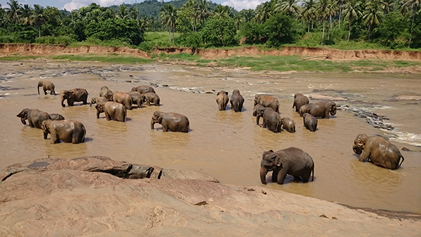 The Asian elephant (Elephas maximus) is an endangered species that is threatened by habitat encroachment, human-animal conflicts, and poaching. Photo: Udeshika Sewwandi.