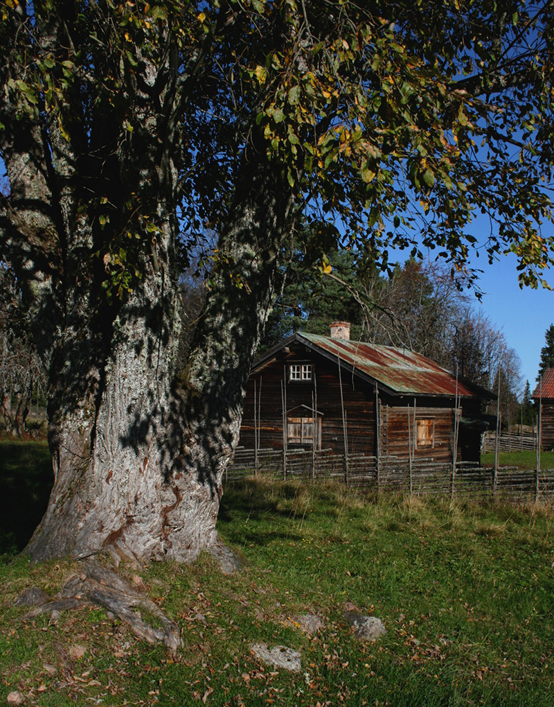 v-grunubg_skyddsvärda träd_foto-tomas-ljung.jpg