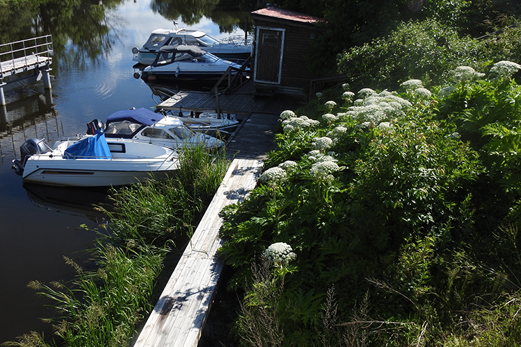 Jätteloka_stort bestånd vid båthamn_w750.jpg