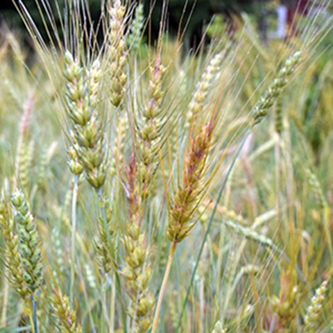 Close up on heritage grain on field. Photo.