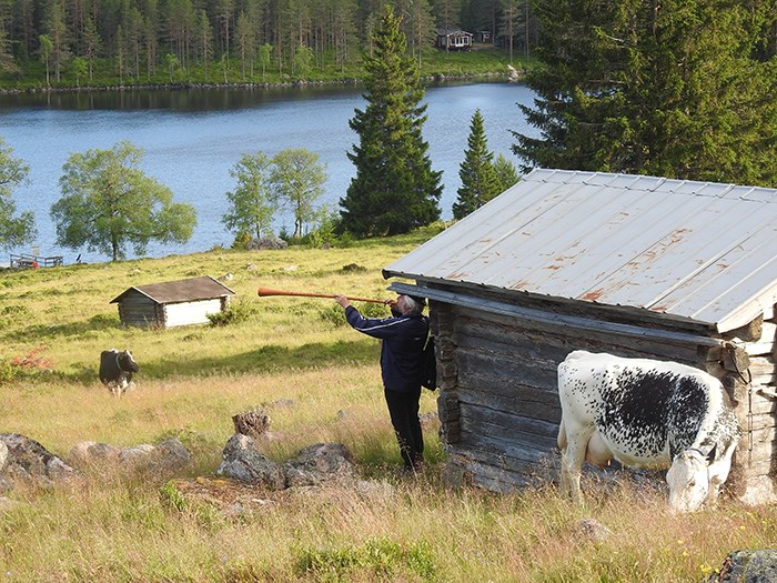 En man står vid en timmerstuga och blåser i en lång lur. Foto.