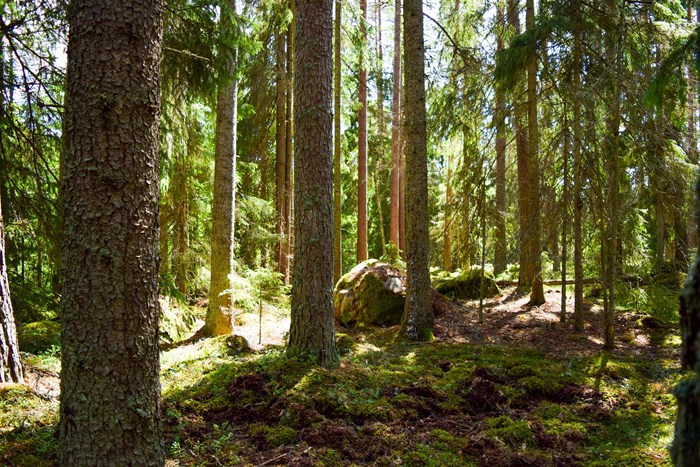 Skog