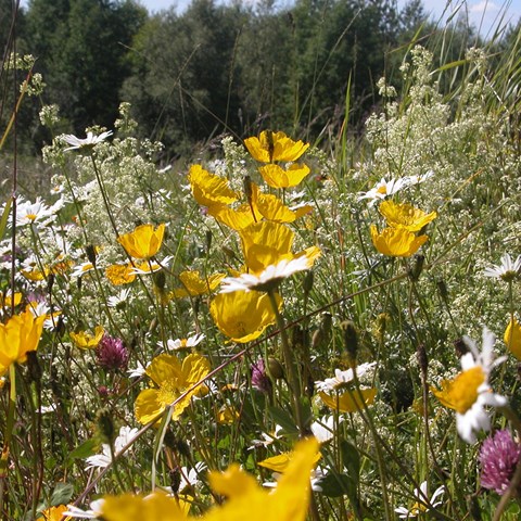En blomstrande vägren på försommaren