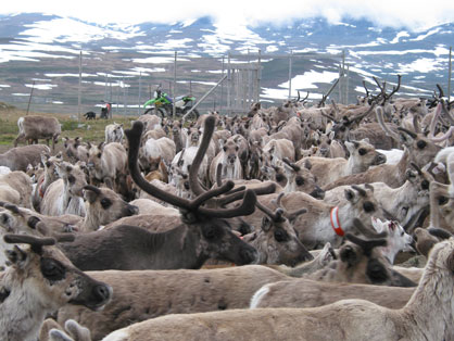 NILS ESS  reindeer, Photo: Anders Esselin