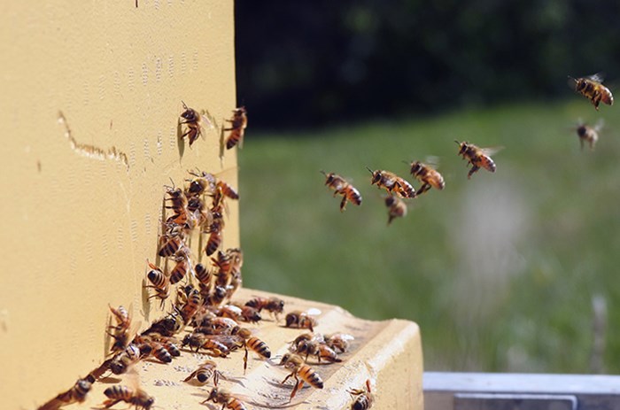 Närbild på bin som landar på flustret vid en bikupa. Foto.