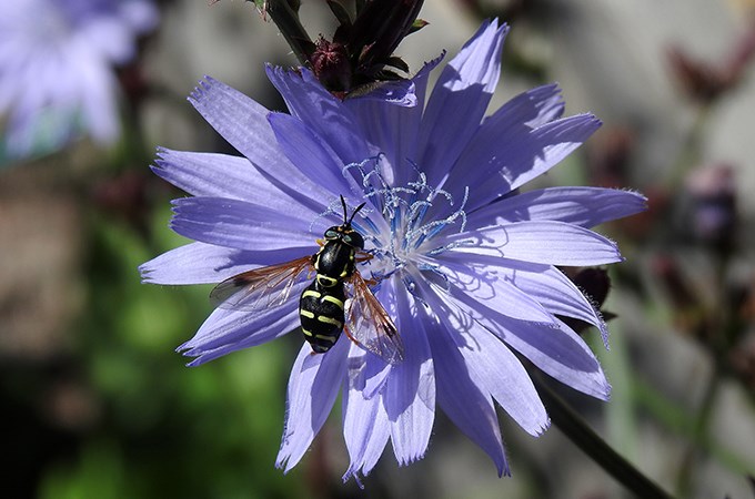 Närbild på vädd med en blomfluga. Foto.