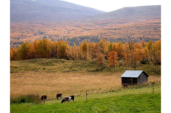 Fjällandskap i höstfärger, med kor som betar vid en ängslada. Fjällskog bakom, och kalfjäll i bakgrunden. Foto.