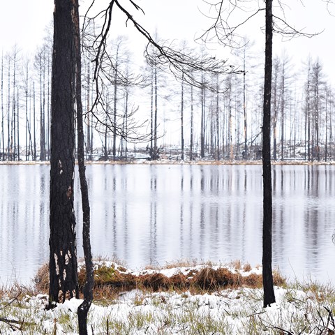 Skogstjärn i ett snöigt landskap med smala trädstammar kring. Foto.