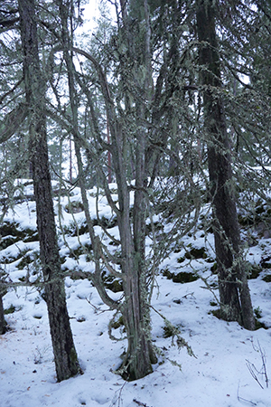 Död enebuske i vintrig skog. Foto. 