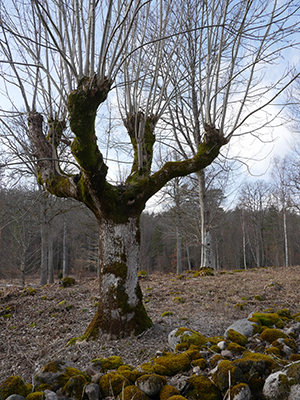 Ett ensamt hamlat träd på en äng. Foto.