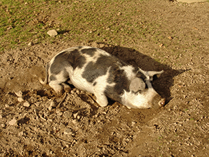 En vit- ohc brunfläckig gris ligger i en gyttjepöl. Foto. 
