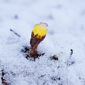 Tussilago i ett snötäcke