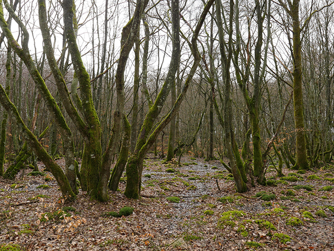Lund i vår- eller höstsksrud, med trädstammar i grupper, med mycket lite undervegetation. Foto.