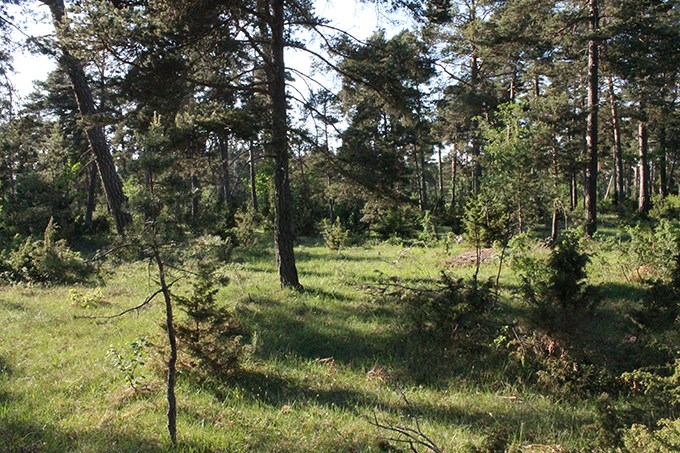 Gles skog, glänta. Låg tallskog. Foto. .