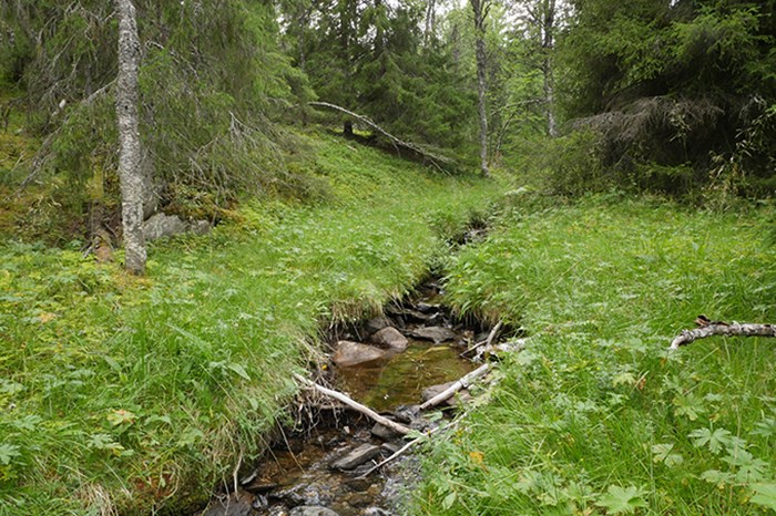 En bäck rinner genom en öppen skog, gräsvegetation på båda sidor. Foto. 