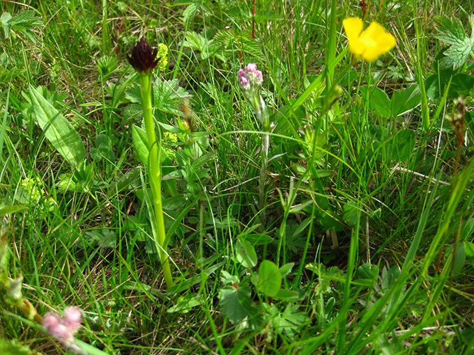 ärbild på markvegetation med rara örter. Foto. 