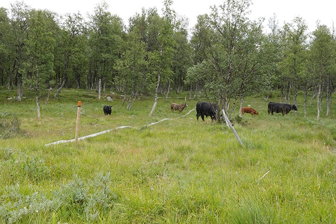 Myrmark med enstaka träd. Några kor betar. Foto.
