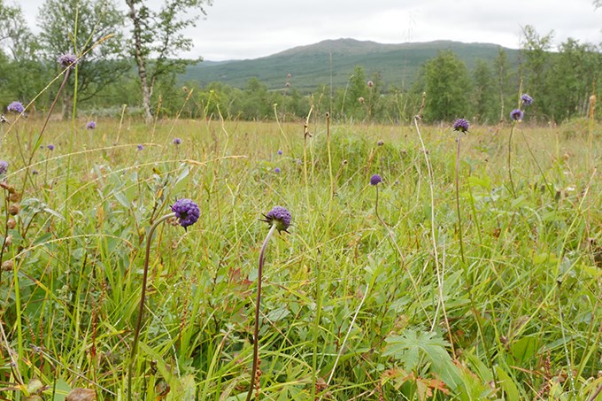 Öppen blommande gräsmark med ett fjäll i bakgrunden. 