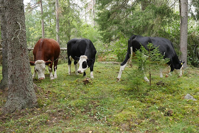Tre betande kor i en skog. Foto. 