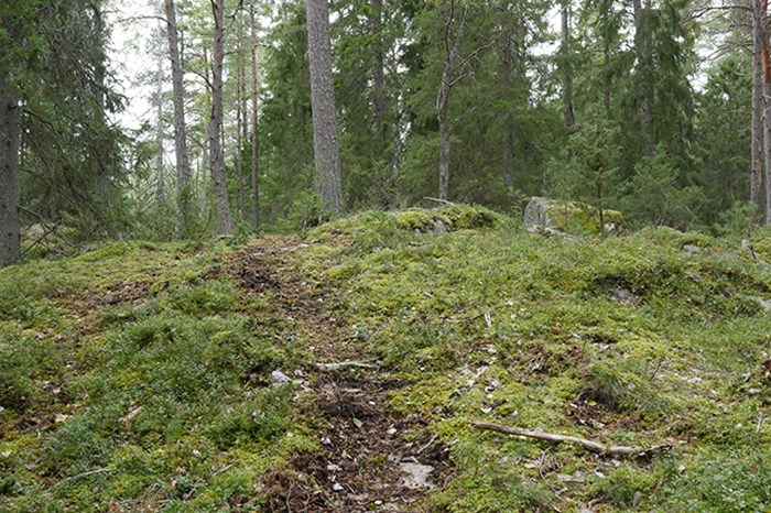 En stig genom en skog. Foto. 