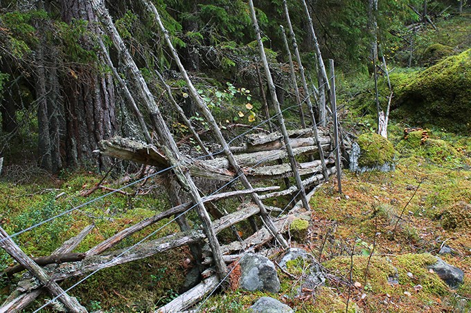 En mycket gammal gärdesgård genom skogen. Foto. 