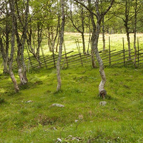 beteslandskap med knotiga björkstammar och en trägärdesgård i bakgrunden. Hamrafjällets naturreservat. Foto. 